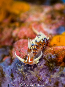 Sponge Plunge ... Nudibranch - Caloria indica. Samran, Th... by Stefan Follows 
